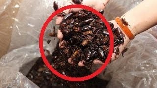 Chinese Woman Raises and Keeps 100000 Cockroaches [upl. by Noret870]