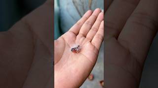 World tiniest baby bird [upl. by Daniell]