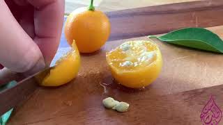 البرتقال الصيني نعمل منه أطيب مربىKumquat jam recipe 2020 [upl. by Anneis]