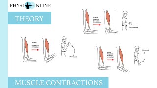 Muscle contractions concentric eccentric and isometric [upl. by Arayk]