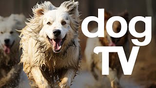 DOG TV  20 Hours of Excitement Entertainment and Relaxation for Dogs [upl. by Eninaj]