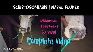 Schistosomiasis Nasal Fluke Nasal granuloma in a Thari Cattletreatment amp diagnosisDrJavedKhoso [upl. by Nahsaj382]