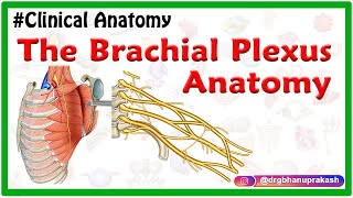 The Brachial Plexus Anatomy USMLE Roots Trunks Divisions Cords Branches Clinical anatomy [upl. by Eniluap]