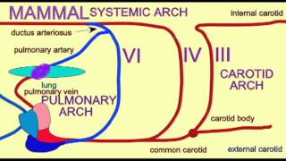 CVA3AORTIC ARCHESMAMMALavi [upl. by Adnilrem]