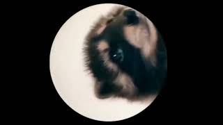 Pedro Raccoon Dancing Pedro Pedro Pedro Pe Song  Viral Raccoon Pedro Dance Video Meme [upl. by Far]