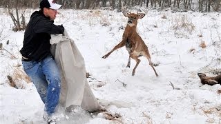 Locked Whitetail Bucks Freed Watch Their Antlers Get Sawed Off [upl. by Truscott]