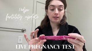 14 DPO Live Pregnancy Test  First Response Early Results amp EasyHome [upl. by Yunfei]