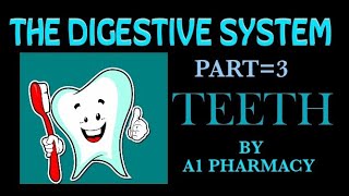 teeth anatomy and physiologythe digestive system 3 [upl. by Netsirc478]