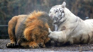 Real Fights Between Lion and Tiger Clash of the Titans [upl. by Belamy342]