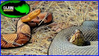 Cottonmouth VS Copperhead [upl. by Oakman786]