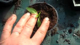 Restoring etiolated chilli seedlings back to health [upl. by Jessey]