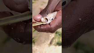 Creepy Parasite That Lives in the Mouth 🐟🪱 Cymothoa Exigua animals nature wildlife [upl. by Olympe583]