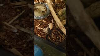 Boomslang live feeding CAUTION boomslang boomslangs snakes snakebite brianbarczyk reptiles [upl. by Leith]