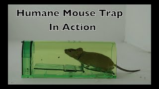 Humane Mouse Trap In Action  Full Review With Real Mice amp Motion Cameras [upl. by Alarick956]