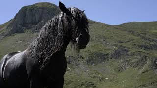 Pyrénées Ariégeoises  Terre de races localesLe Cheval Castillonnais [upl. by Sitof]