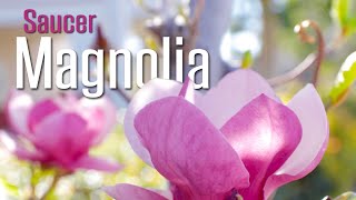 Saucer Magnolia Magnolia x soulangeana  Amazing tree for a small space [upl. by Aicirtal]