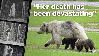 A rare white grizzly known for eating dandelions dies after being hit by a car in Yoho National Park [upl. by Bik]