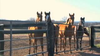 Foals Mares and Horse Racing at Remington Park [upl. by Constant551]