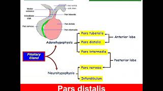 Histology of Pituitary Gland Dr Amal Mohamed Moustafa [upl. by Annaihr782]