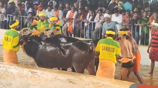 Kambala Start  Adve Nandikoor 2024 [upl. by Bradley]