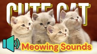 Sounds to make your cat come to you  Meowing Sounds [upl. by Annavas]