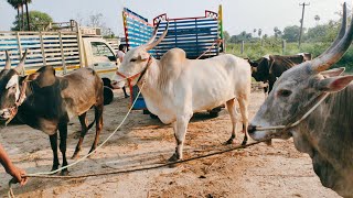 Kundarapalli Bulls Friday open market informative video Biggest market of south tamilnadu 2023 [upl. by Latsryc]