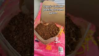 Organic coriander planting for home garden plants shorts short home garden nature organic [upl. by Nayb]