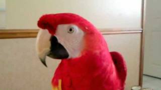 Macaw saying hello [upl. by Bully]