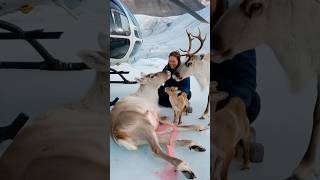 A female volunteer accidentally saved a pregnant reindeer that was having trouble giving birth [upl. by Ainigriv154]