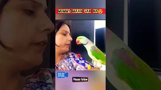 Parrot Pablo  मम्मी नाराज हो गई 🤣😂shorts parrot dog funny cute [upl. by Etiragram]