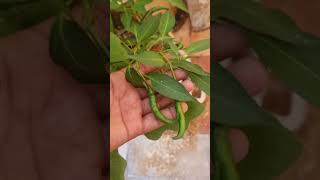 plantlovers brinjal 🍆chilli🌶 newplantsgrowingwell 👌 trending viral food song music lyrics [upl. by Hullda209]