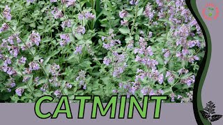 CATMINT herb in 1 minute Camint is not the same as Catnip History Growing Nutrition [upl. by Ateiluj]