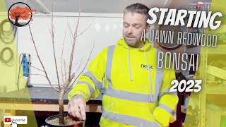 Starting a Dawn Redwood Bonsai 2023 [upl. by Aerdna311]