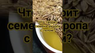 Семена укропа польза здоровыйобразжизни shortsvideo video shorts short [upl. by Moclam]