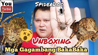 UNBOXING Mga Gagambang BakaBaka WrapAroundSpider Dolophones conifera Mga Super Jumbo ng CEBU [upl. by Parrisch]