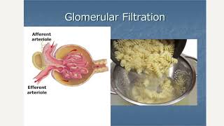 Urinary System Lecture [upl. by Bronnie]