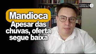 Mandioca apesar das chuvas oferta segue baixa e preços sobem informa Fábio Felipe do CEPEA [upl. by Rahas]