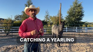 The Perfect Technique Catching a Yearling Horse Effortlessly [upl. by Erdrich]