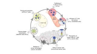 Evaluating Anticancer Immune Activity using TIP [upl. by Sakhuja]