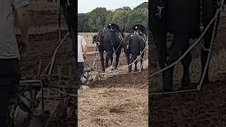 Traditional Horse Ploughing at the 73rd British National Ploughing Championships 13th October 2024 [upl. by Floridia978]