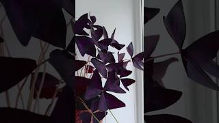 Оксалис Триангулярис Пурпурный КислицаOxalis triangularis Atropurpurea кислица oxalis цветы [upl. by Aihsilef157]