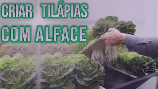 Como criar Tilapia com Alface organica em casa [upl. by Chevy533]