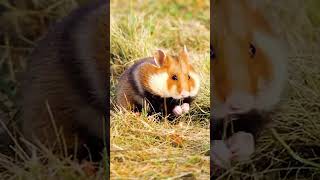 European Hamster meal time wildlife [upl. by Quiteri]