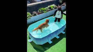 Noninflatable Folding Kiddie Pool Dog pool kidpool dogpool [upl. by Alauqahs]