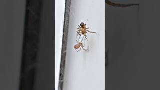 False Widow Steatoda Grossa holds her ground against an attacking Lace Web Spider [upl. by Ilat]