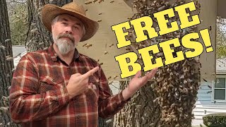 YOU can Get Honeybees for FREE by Catching Swarms [upl. by Eelyrag]