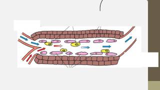 Notes for IB Biology Chapter D3 [upl. by Alyak]