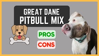 Great Dane Pitbull Mix Athletic and Energetic Pros and Cons [upl. by Eiramik]