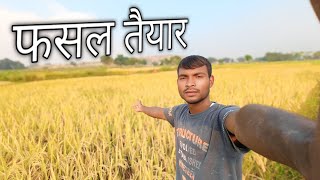 फसल तैयार🌾kisaan gumlanivasi vlog [upl. by Harman]