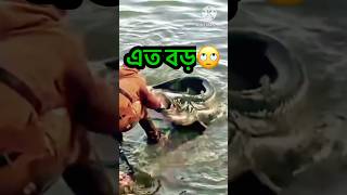 এত বড় মাছ 🦈 Thats a big fish CRAZE Fish catch  shorts fishing bigfish monsterfish [upl. by Nahaj]